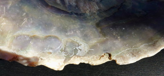 Image 1 of Abalone di conchiglia