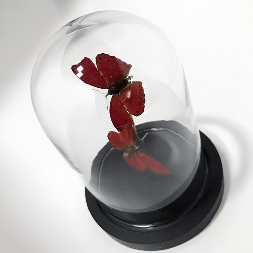 Cymotoe Sangaris • Planeur Rouge Sang • Cloche en Verre • Afrique • 2020