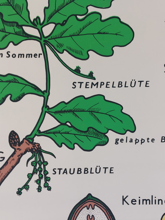 Image 1 of Vintage roll-up map, teaching aid, biology, wall map, oak trees