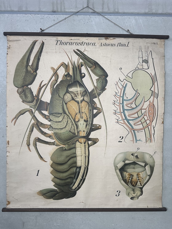 Image 1 of Carte scolaire vintage en lin XL - le homard