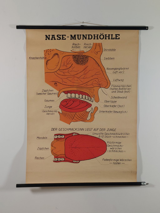 Vintage Lehrmittel Rollkarte Mundhöhle Medizin Wandkarte