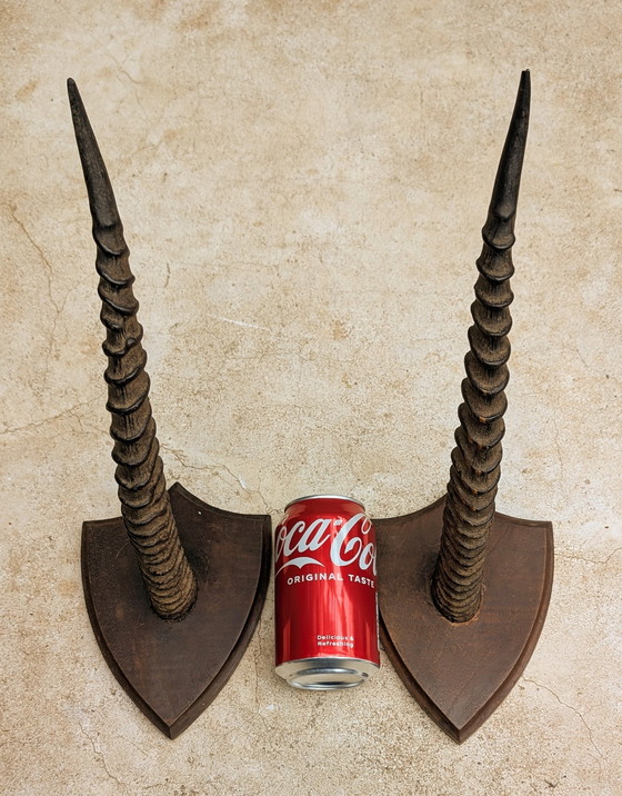 Image 1 of Set of Gazelle horns