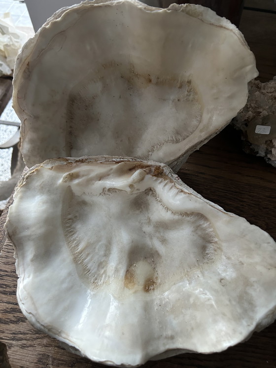 Image 1 of Riesenmuschel "Tridacna gigantea"