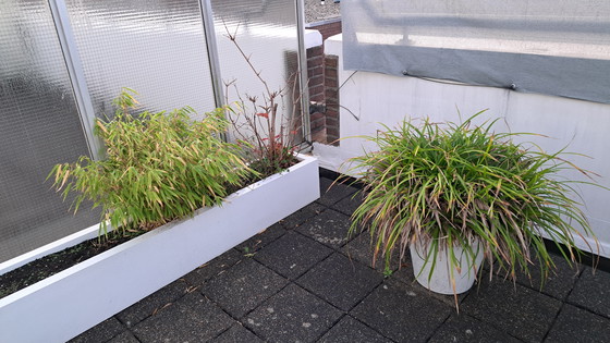 Image 1 of 2 fioriere Ibiza