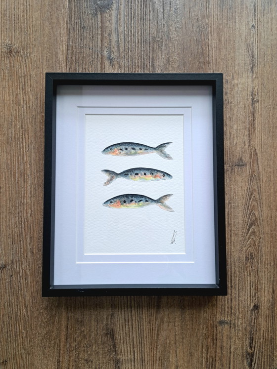 Original Sardine Watercolor Painting | Includes Frame – Paintings & Drawings, Paper (photo 5 of 5)