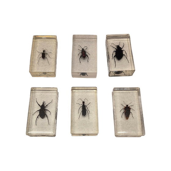 Image 1 of 15 verschiedene Insekten aus aller Welt in Epoxidharz, Ende des 20. Jahrhunderts