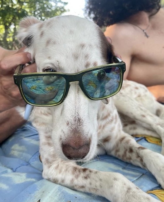 Image 1 of Four handmade elephant figurines – Brazil – folk art – 20th century