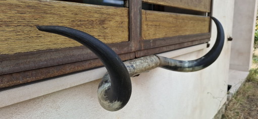 Cow Horns