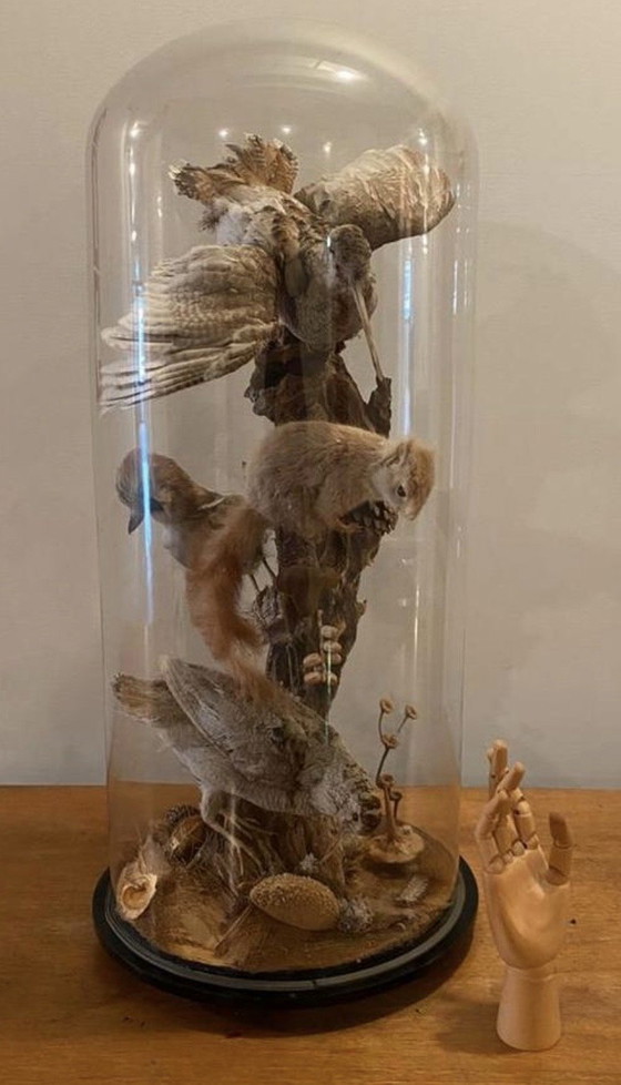 Image 1 of Antike viktorianische, sehr große Glaskuppel mit ausgestopften Vögeln und einem Eichhörnchen aus der Zeit um 1900