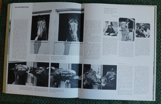 Image 1 of Ein Königreich für ein Pferd