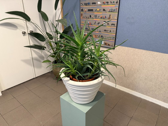 Image 1 of Dirk van der Kooij | Mummy Planter Vase | White | 1x