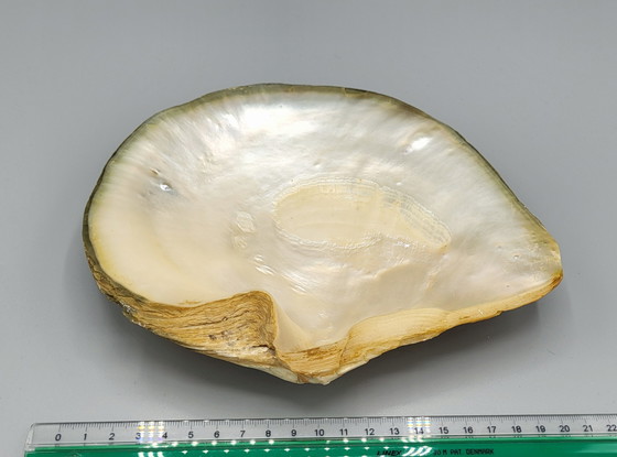 Image 1 of A Large Decorative Shell With Mother of Pearl in Relief
