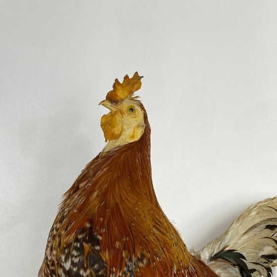 Gallo imbalsamato, tassidermia, imbalsamato, oggetto da collezione, curiosità – Oggetti decorativi, Other (photo 3 of 9)