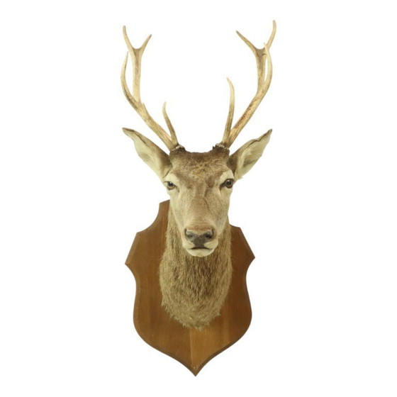Image 1 of Tête de cerf montée cerf rouge avec bois