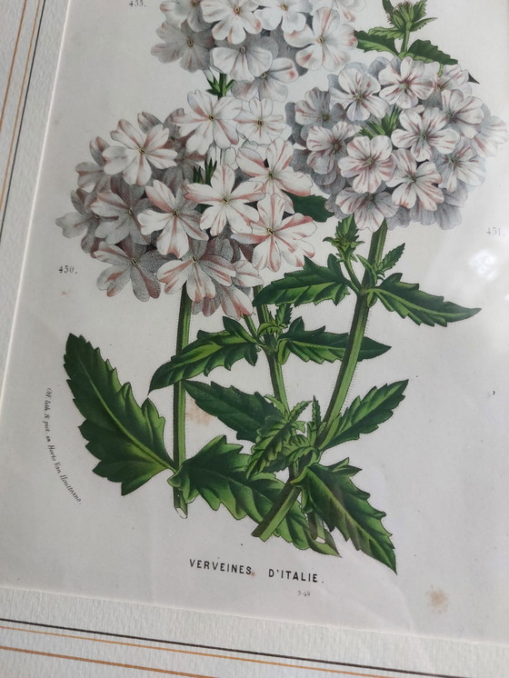 Image 1 of Twee ingelijste bloemenprenten - jaren 1950/60