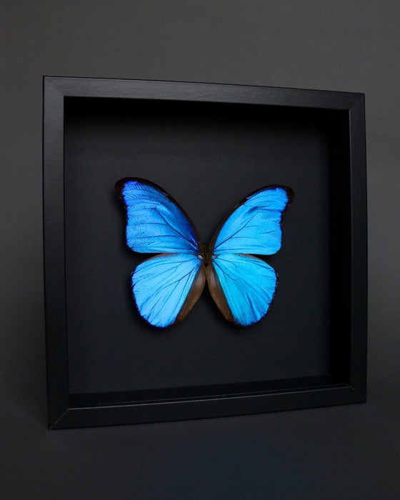 Cornice a farfalla blu Morpho Didius proveniente dal Perù – Oggetti decorativi, Plexiglass (photo 3 of 6)