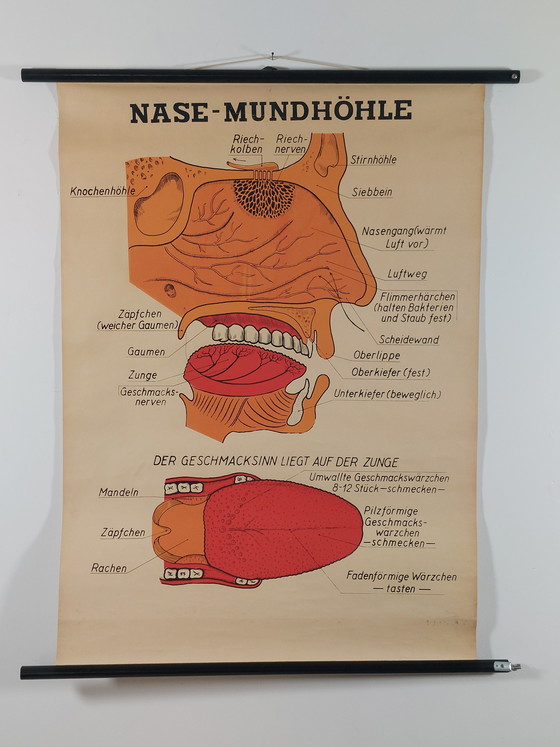 Image 1 of Vintage teaching aid roll-up chart oral cavity medicine wall chart