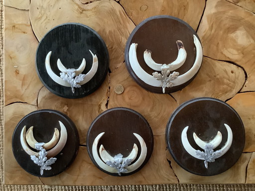 Keiler tanden wildzwijn mancave 