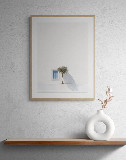 Greek olive tree - limited edition of 25