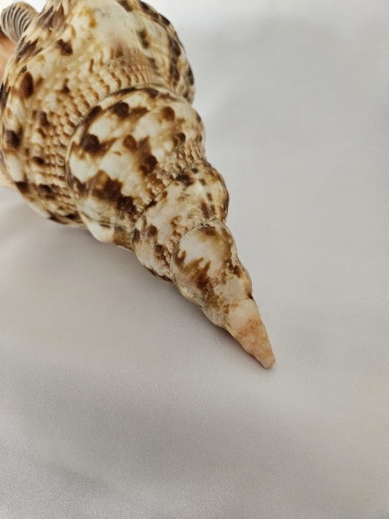 Spectacular Giant Triton's Horn Shell (29 cm) – Luxury Maritime Collector's Item (Pre-CITES) (photo 5 of 10)