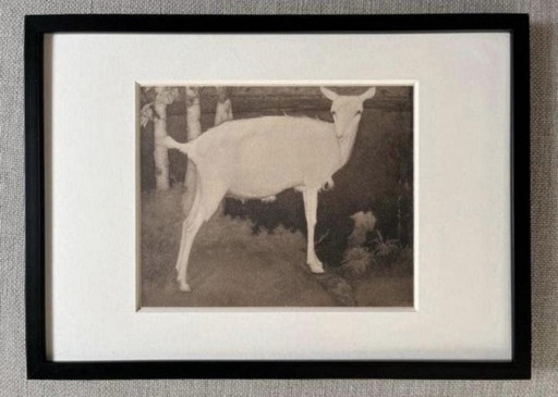 Jan Mankes 1889-1920 / Héliogravure Jeune chèvre blanche 1923 – lithos zeefdrukken, Paper