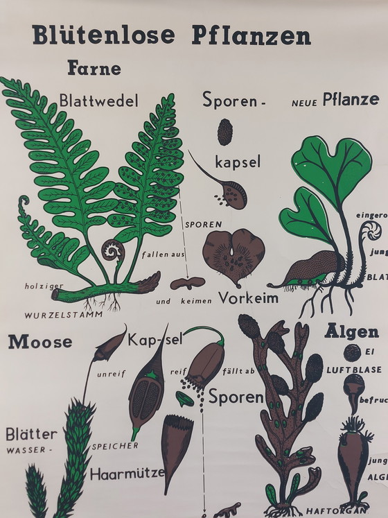 Image 1 of Vintage roll-up map, teaching aid, biology, plants, wall map