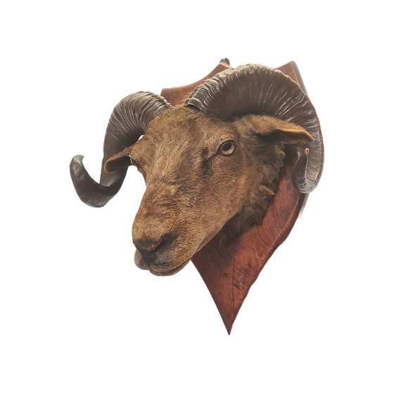 Image 1 of Victoriaans opgezette ramskop op schild, eind 19e eeuw