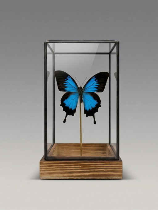 Papillon Ulysses Naturalisé Sous Cloche en Verre – Spécimen Exotique Bleu Iridescent – Objet Décoratif – 24 cm