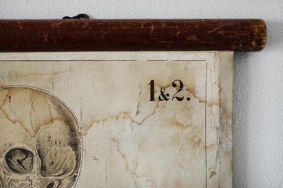 Image 1 of Poster scolastico Giga Vintage, Anatomia, corpo umano, tabella scolastica, retrò