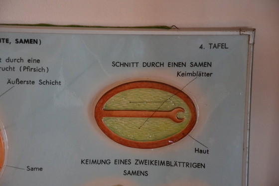 Image 1 of Unieke Vintage - Oude Schoolplaat Bloemen - Oude Duitse Schoolkaart - Schoolplaat Botanica - Planten - Biologie - Plasticplaat