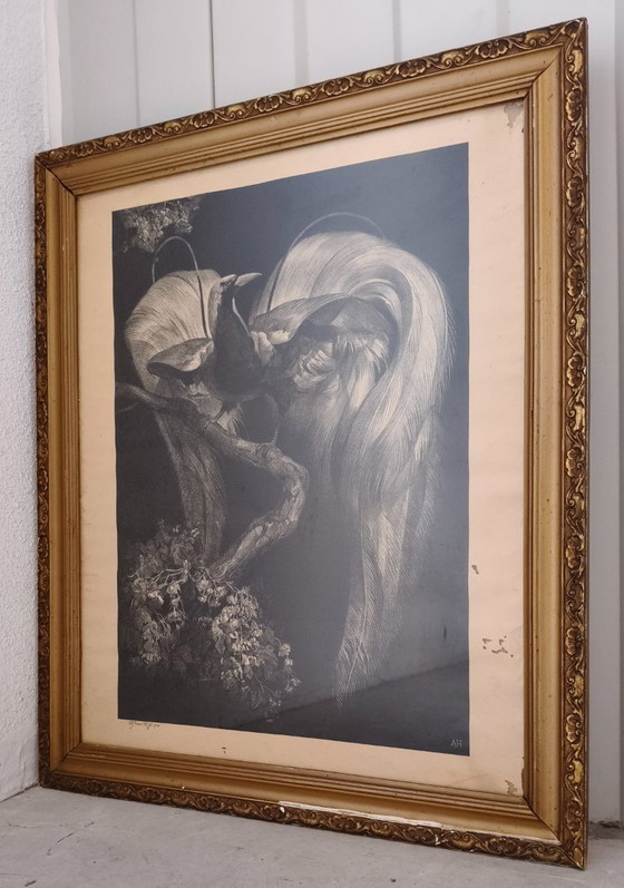 Image 1 of Adriaan Johannes van 't Hoff - Oiseau de paradis sur une branche - Lithographie