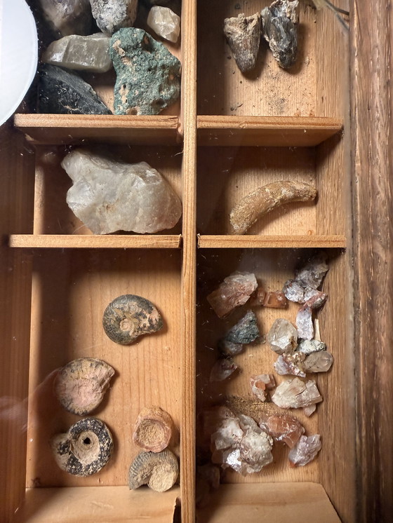 Image 1 of Antike Museumsvitrine mit Fossilien