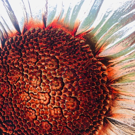 Image 1 of Plato con forma de girasol en vidrio moldeado y prensado, circa 1960.