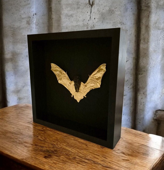 Image 1 of Genuine Bat 23kt Gold Gilded in Frame Taxidermy Artwork