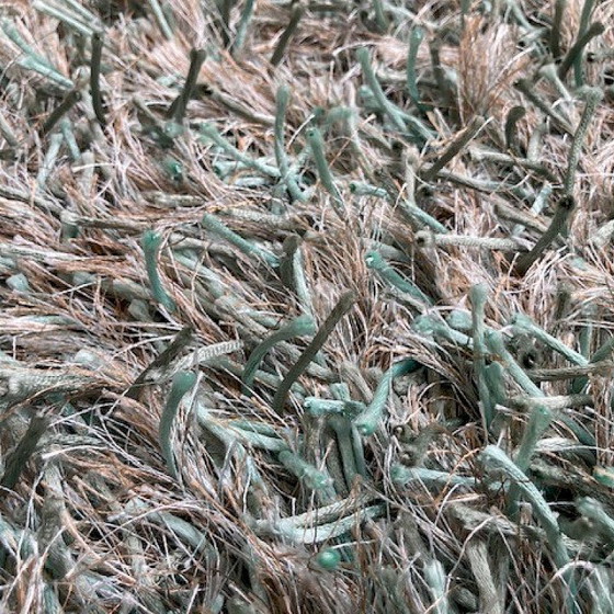 Image 1 of Brinker Carpets Trend 314 rug - 200x250