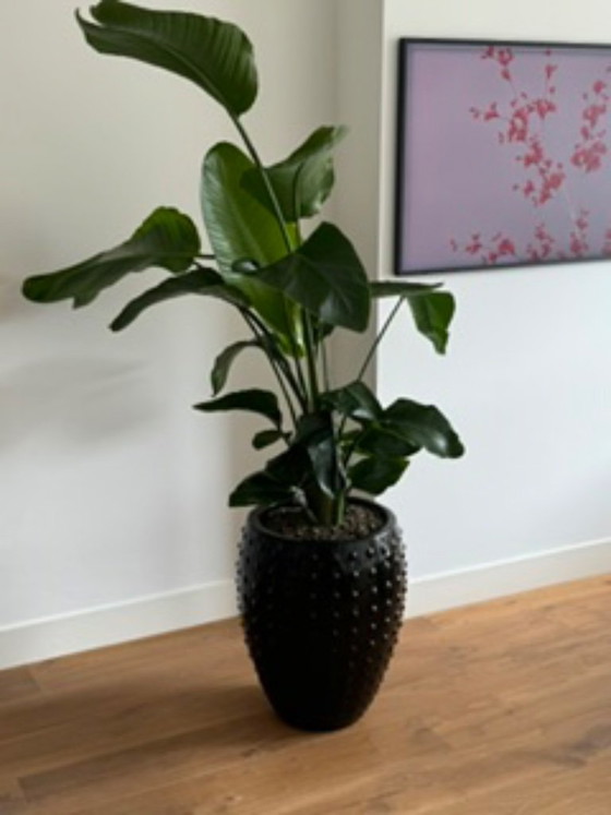 Plant with Black Pot (Hydroponics) – Plant pot, Stone (photo 5 of 5)