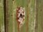 Antique chest of drawers with green patina (c.1920) #59 (photo 20 of 40)