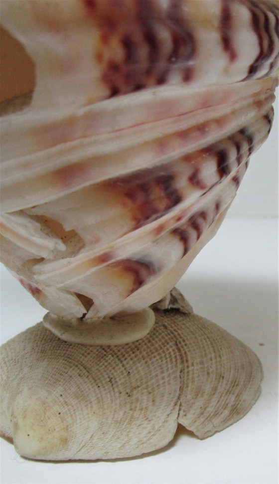 Image 1 of due gufi scultura vintage in conchiglia