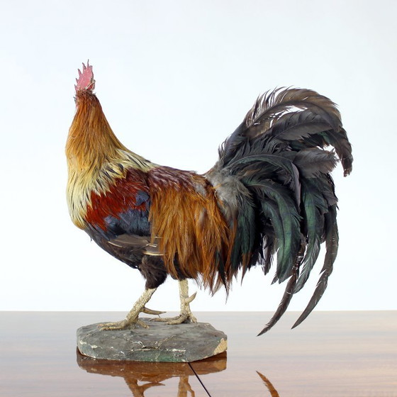 Image 1 of Grande gallo tassidermico tedesco antico, primi anni del 1900