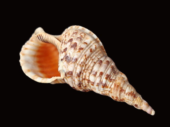 Image 1 of Grande corno di tritone - Conchiglia di tritone - Charonia tritonis - 33 cm