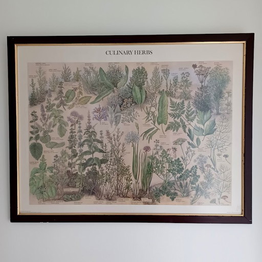 Vintage botanische poster ‘Culinary Herbs’ (1976) – British Museum, Westerham Press. 84x65 cm