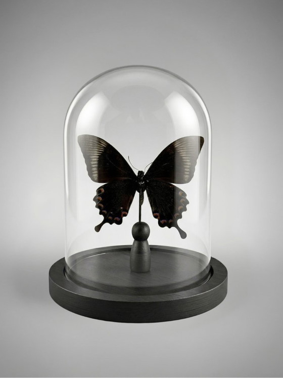 Image 1 of Papilio paris detanii-vlinder geconserveerd onder een glazen koepel – exotisch exemplaar – 15 cm