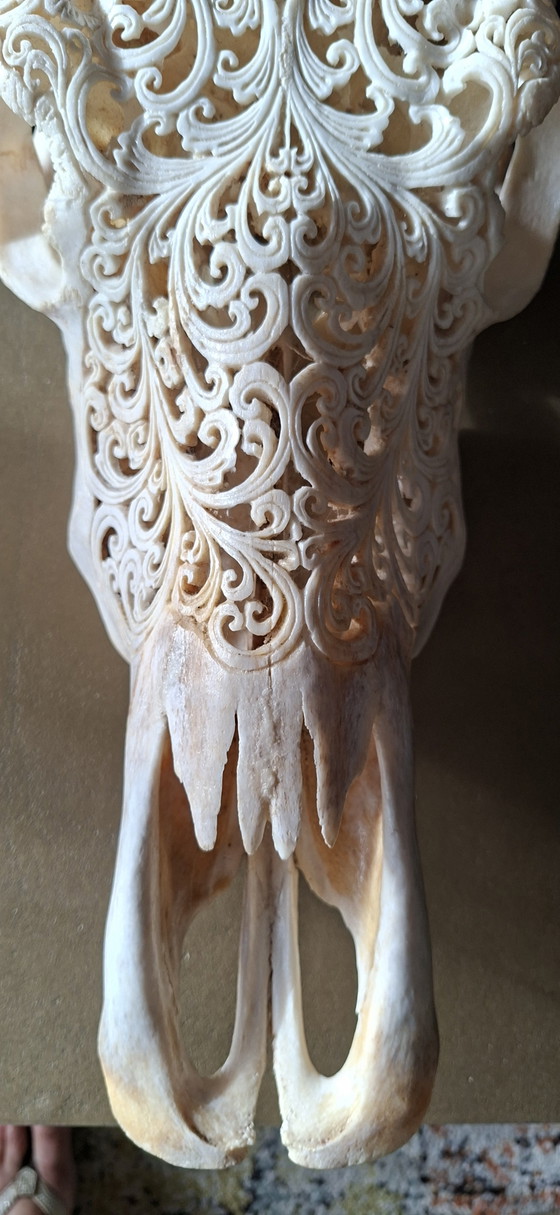 Originele buffelkop – Wanddecoratie, Other (photo 4 of 5)