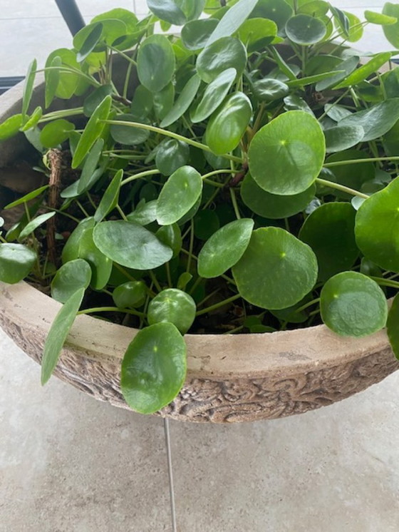 Image 1 of Maceta grande de color beige con planta de panqueque