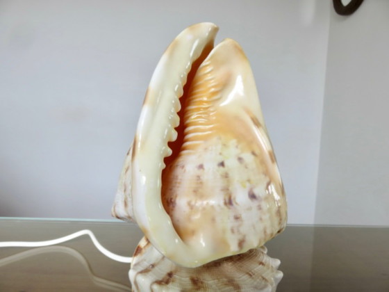 "Cassis Cornuta" schelplamp, vintage uit de jaren 70 – Tafellampen, Other (photo 12 of 13)