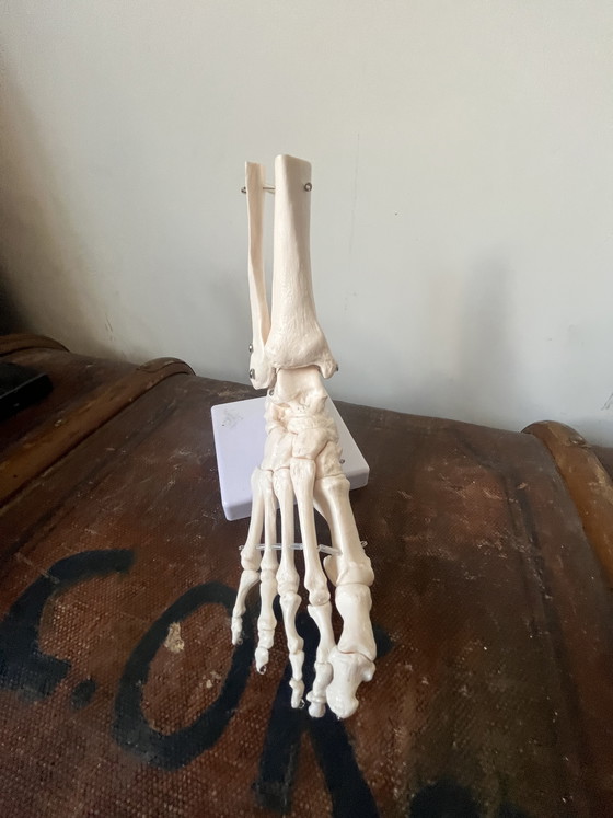 Image 1 of Piede a grandezza naturale modello anatomico vintage