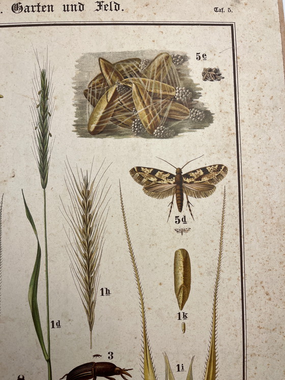 Image 1 of Pannello didattico, pannello scolastico, pannello espositivo, litografia, probabilmente intorno al 1900 - 64 cm