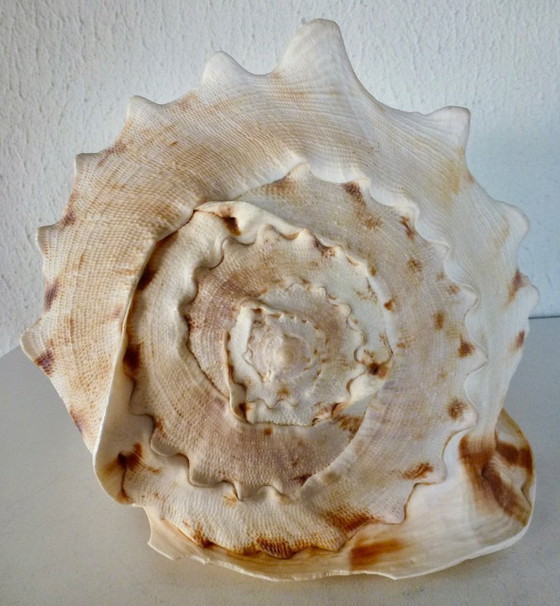Image 1 of Cassis Cornuta (conchiglia di timone) grande, 22 cm.