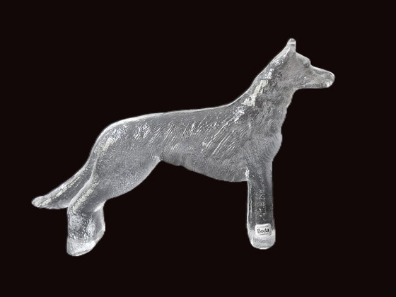 Kosta Boda - Large Dog From Bertil Vallien - 60s – Glass art, Glass (photo 4 of 5)
