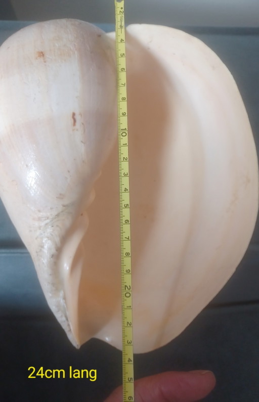 Grande conchiglia di Melo Diadema 24 cm in ottime condizioni! Conchiglia di melone – decoratieve objecten (photo 2 of 7)